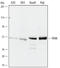 TRAF family member-associated NF-kappa-B activator antibody, AF4755, R&D Systems, Western Blot image 