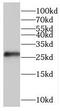 Peroxiredoxin Like 2A antibody, FNab00999, FineTest, Western Blot image 