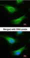 Fanconi anemia group C protein antibody, orb73981, Biorbyt, Immunofluorescence image 