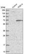 Phosphodiesterase 1A antibody, NBP1-86009, Novus Biologicals, Western Blot image 