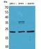 Fibroblast Growth Factor 12 antibody, A07326, Boster Biological Technology, Western Blot image 