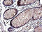 Sex Hormone Binding Globulin antibody, LS-C788471, Lifespan Biosciences, Immunohistochemistry paraffin image 