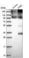 CD82 antigen antibody, HPA028900, Atlas Antibodies, Western Blot image 