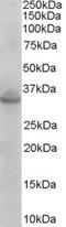 Syntaxin 1A antibody, EB06881, Everest Biotech, Western Blot image 