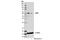 X-Linked Inhibitor Of Apoptosis antibody, 14334S, Cell Signaling Technology, Western Blot image 