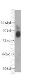 Argonaute RISC Catalytic Component 2 antibody, 10686-1-AP, Proteintech Group, Western Blot image 