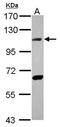 DNA Ligase 4 antibody, GTX108820, GeneTex, Western Blot image 