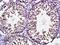 Killer Cell Lectin Like Receptor C3 antibody, orb184530, Biorbyt, Immunohistochemistry paraffin image 