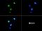 Histone Cluster 2 H3 Family Member D antibody, NB21-1054, Novus Biologicals, Immunofluorescence image 