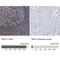 Moesin antibody, NBP1-90373, Novus Biologicals, Immunohistochemistry paraffin image 