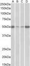 Eukaryotic Translation Elongation Factor 1 Alpha 2 antibody, LS-C186490, Lifespan Biosciences, Western Blot image 