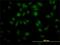 Peptidylprolyl Isomerase Like 4 antibody, H00085313-M01, Novus Biologicals, Immunocytochemistry image 