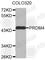 PR/SET Domain 4 antibody, A2296, ABclonal Technology, Western Blot image 