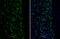 Myocyte Enhancer Factor 2C antibody, GTX111134, GeneTex, Immunohistochemistry frozen image 