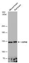 Ubiquitin carboxyl-terminal hydrolase 48 antibody, PA5-78645, Invitrogen Antibodies, Western Blot image 