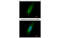 Homer Scaffold Protein 3 antibody, MBS837328, MyBioSource, Immunofluorescence image 