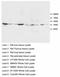 Hematopoietically-expressed homeobox protein HHEX antibody, LS-C172133, Lifespan Biosciences, Western Blot image 