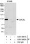 Cell division cycle 5-related protein antibody, A301-681A, Bethyl Labs, Immunoprecipitation image 