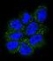 Ras antibody, abx033656, Abbexa, Immunofluorescence image 
