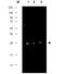 Cyclin Dependent Kinase Inhibitor 1B antibody, R1007, Origene, Western Blot image 