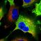 Gravin antibody, HPA056230, Atlas Antibodies, Immunocytochemistry image 