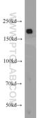 Ras GTPase-activating-like protein IQGAP1 antibody, 22167-1-AP, Proteintech Group, Western Blot image 