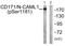 L1 Cell Adhesion Molecule antibody, PA5-38442, Invitrogen Antibodies, Western Blot image 