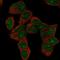 Homeobox D9 antibody, HPA068683, Atlas Antibodies, Immunofluorescence image 