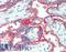 Alkaline Phosphatase, Germ Cell antibody, LS-B15658, Lifespan Biosciences, Immunohistochemistry paraffin image 