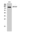 Zinc finger protein 287 antibody, STJ96325, St John
