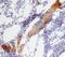 Bone Morphogenetic Protein 6 antibody, AF6325, R&D Systems, Immunohistochemistry frozen image 