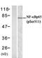 Mitogen-Activated Protein Kinase Kinase Kinase 10 antibody, orb107114, Biorbyt, Western Blot image 