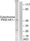 Cytochrome P450 4X1 antibody, TA316284, Origene, Western Blot image 