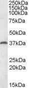 Mesoderm Specific Transcript antibody, GTX88397, GeneTex, Western Blot image 