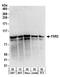 Fragile X mental retardation syndrome-related protein 2 antibody, A303-894A, Bethyl Labs, Western Blot image 