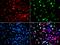 DNA polymerase delta subunit 3 antibody, orb247870, Biorbyt, Immunofluorescence image 