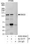 SMG5 Nonsense Mediated MRNA Decay Factor antibody, A302-804A, Bethyl Labs, Immunoprecipitation image 