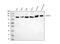 Drebrin 1 antibody, M05530-4, Boster Biological Technology, Western Blot image 