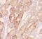 Sterile Alpha Motif Domain Containing 14 antibody, FNab07587, FineTest, Immunohistochemistry paraffin image 
