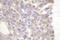 BCL2 Like 11 antibody, LS-C175938, Lifespan Biosciences, Immunohistochemistry paraffin image 