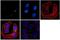 O-Linked N-Acetylglucosamine (GlcNAc) Transferase antibody, MA1-076, Invitrogen Antibodies, Immunofluorescence image 