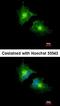 Secretory Carrier Membrane Protein 3 antibody, orb69986, Biorbyt, Immunofluorescence image 