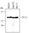 Phospholipase C Gamma 1 antibody, AF3288, R&D Systems, Western Blot image 