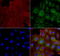 Mitotic checkpoint serine/threonine-protein kinase BUB1 beta antibody, LS-C800176, Lifespan Biosciences, Immunofluorescence image 