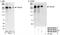 Tankyrase 1 Binding Protein 1 antibody, NB100-68247, Novus Biologicals, Western Blot image 