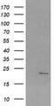 Sex Determining Region Y antibody, TA505267, Origene, Western Blot image 