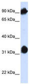 Heat shock 70 kDa protein 4 antibody, TA339251, Origene, Western Blot image 