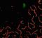 Synaptonemal Complex Protein 1 antibody, GTX15090, GeneTex, Immunocytochemistry image 
