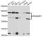Ran GTPase Activating Protein 1 antibody, LS-C748399, Lifespan Biosciences, Western Blot image 