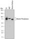 Alkaline Phosphatase, Placental antibody, AF2910, R&D Systems, Western Blot image 